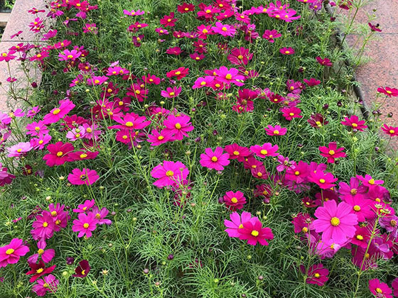 上饶仿真花卉|园林景观设计